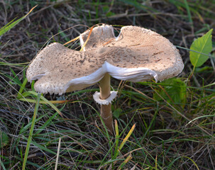 Umbrella mushroom Macrolepiota procera grows in the wild
