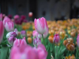 Close up Pink tulip in the garden