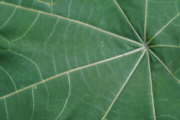 Dark green Leaf texture, micro close up