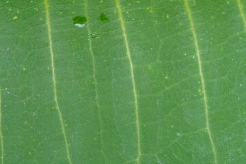 Detail of a green leaf ,close up