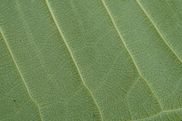 Green leaf texture background ,super close up