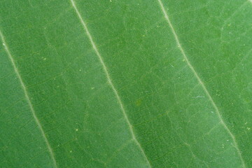 close up detail of green leaf ,super close up