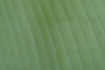 detail of plantain leaves texture macro style, rear view