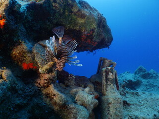  antic amphoras  underwater lycian and roman times lion fish around mediterranean sea
