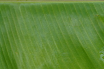Texture background of fresh green banana leaf.detailed view