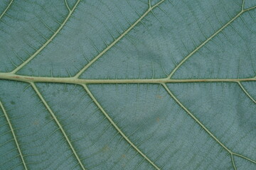 Green leaf with rear structure, macro