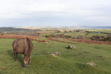 wld horse grazing © Jamila