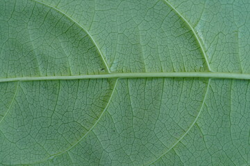 Close up on green rear leaf texture (background)