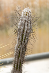 Eulychnia Saint-Pieana cactus in Saint Gallen in Switzerland