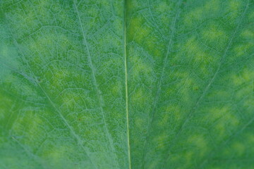 leaf texture, Extreme macro view