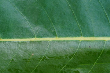 close up green  leaf texture, natural background