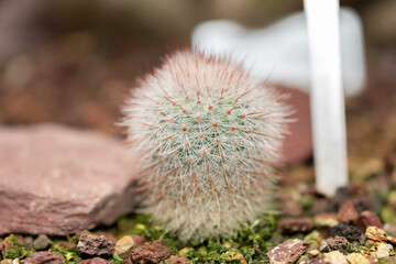Silver ball cactus or Parodia Scopa plant in Saint Gallen in Switzerland