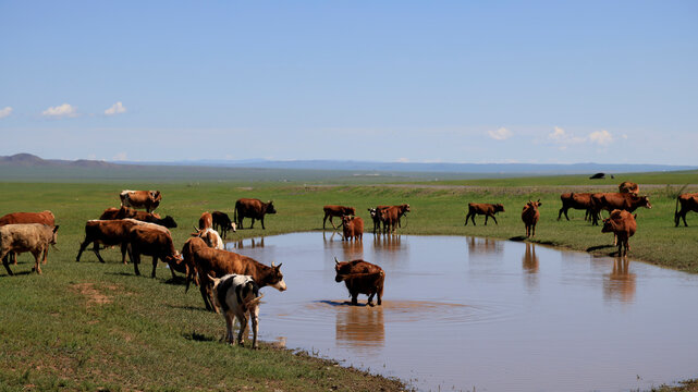 Characteristic Mongolian landscape with grazing animals