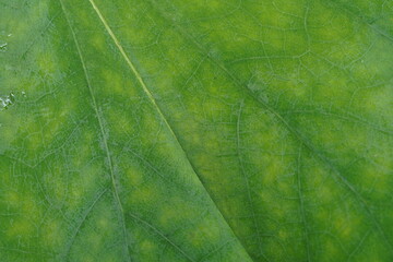 close up green leaf texture, full frame
