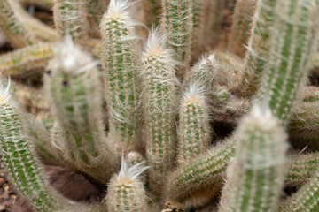 Oreocereus Sericata cactus in Saint Gallen in Switzerland