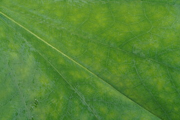 A fresh green leaf background