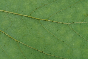 A fresh green leaf background , super close up view