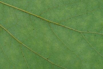  super close up view of green rear leaf