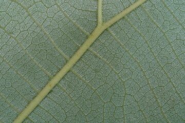 Leaf texture ,super sharp , close up