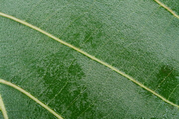 super close up view of leaf texture