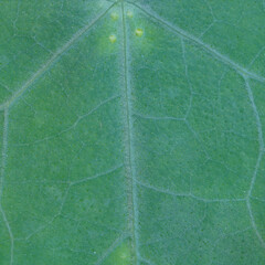 Leaf texture , square view of leaf