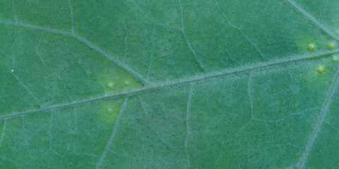 macro  close up view of leaf ,  banner use