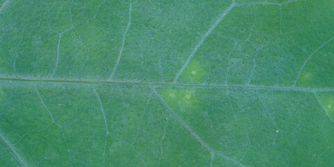 super close up view of dark leaf ,  banner use