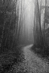2023-11-28 A VIEW OF A TREE LINED HIKING TRAIL ON CAMANO ISLAND WITH A HEAVY FOG IN BLACK AND WHITE
