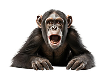 Chimpanzee Intelligent Primate on a White or Clear Surface PNG Transparent Background