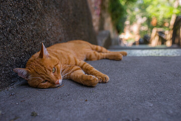 Red cat sleeping on the stone stairs leading to the Trsat Castle in Rijeka, Croatia