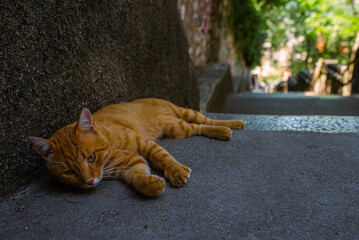 Red cat sleeping on the stone stairs leading to the Trsat Castle in Rijeka, Croatia