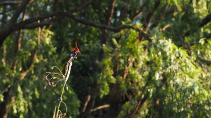 Trithemis aurora (Crimson Marsh Glider, Crimson Dropwing, Dawn Dropwing) dragonfly with red violet...