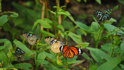 Common Tiger butterfly(Danaus Genutia) and Blue Tiger butterflies ( Ideopsis vulgaris) on the same shrub, with green leaf background