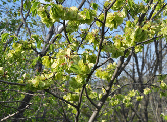 Elm (Ulmus) twig with leaves and flowers