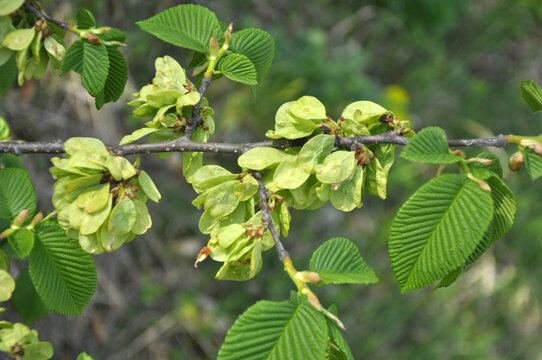 Elm (Ulmus) twig with leaves and flowers