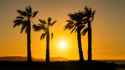 silhouettes of palm tress at the beach of Essaouira city, Morocco. The town's windswept beaches are...