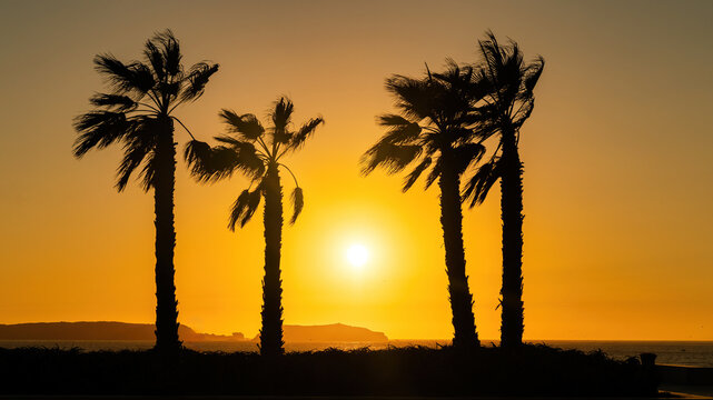 silhouettes of palm tress at the beach of Essaouira city, Morocco. The town's windswept beaches are a breath of fresh air, attracting both surfers and those seeking a tranquil escape