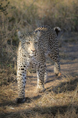 Leopard walking through the bush as it stalks prey