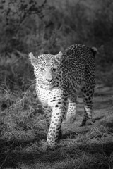 Leopard walking through the bush as it stalks prey