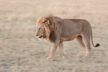 Large male lion walking int he late afternoon with artistic motion blur