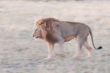 Large male lion walking int he late afternoon with artistic motion blur