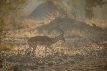 Impala ram walking in a field at sunset