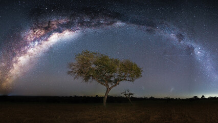 Milky Way galaxy seen rising over a tree while on safari