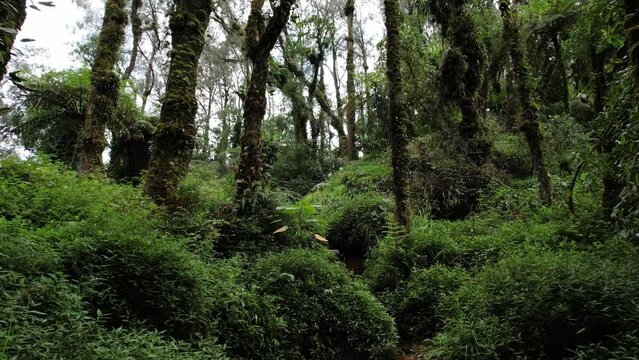 As you ascend Abang Mountain, you'll be captivated by enchanting nature view, path surrounded by lush greenery, towering trees with trunks covered with moss and tropical plants