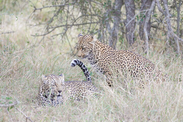 Portrait of a leopard with another leopard nearby