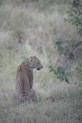 African leopard resting in the bush