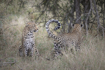 Two leopards confronting each other before mating