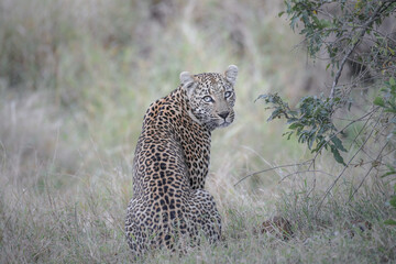 Obraz premium African leopard resting in the bush