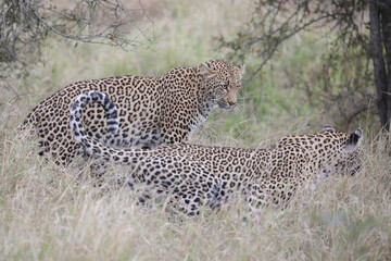 Two leopards confronting each other before mating