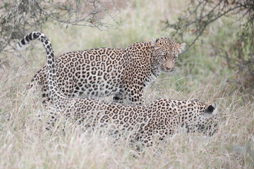 Obraz premium Portrait of a leopard with another leopard nearby